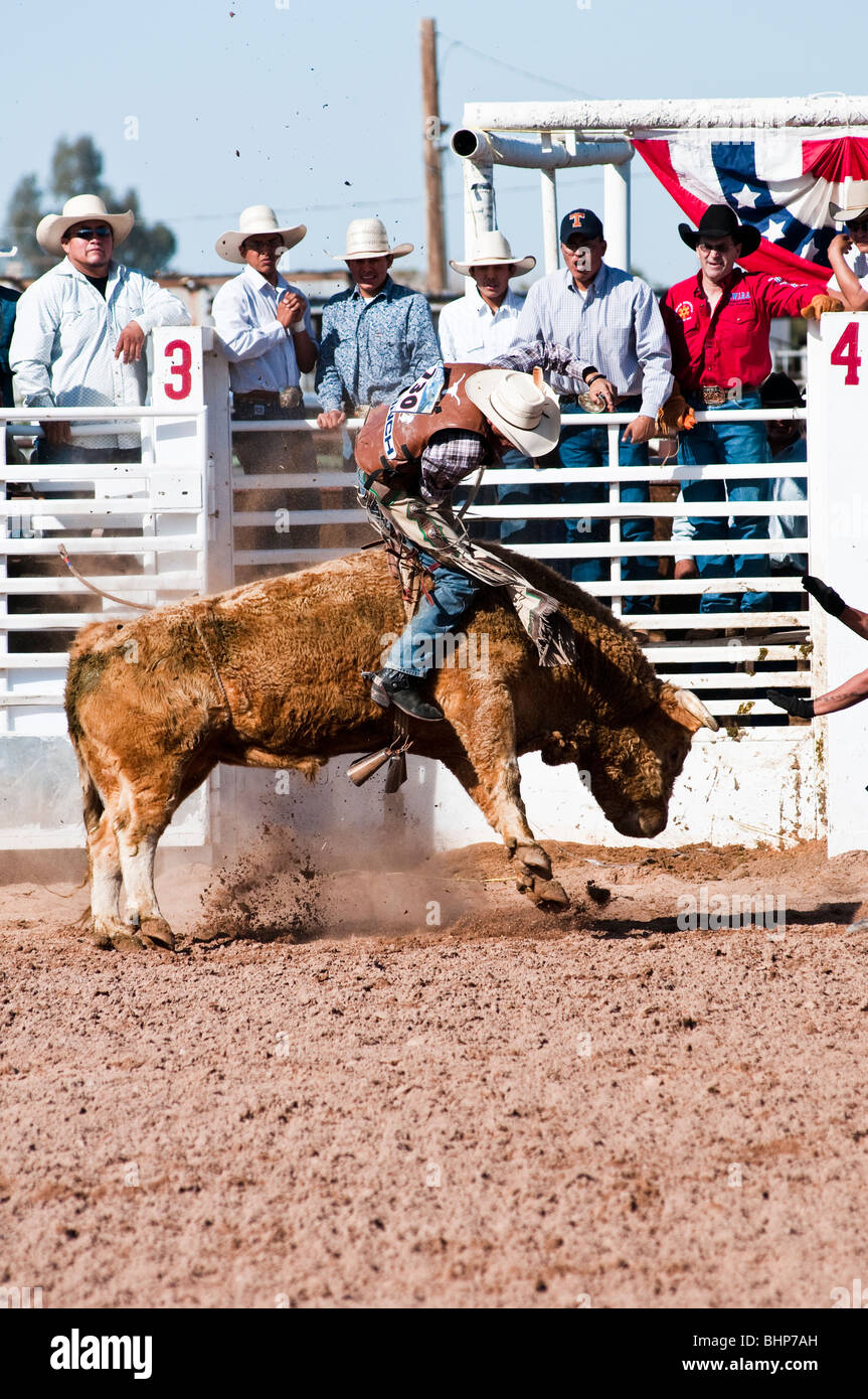 a cowboy competes in the bull riding event during the O'Odham Tash all ...