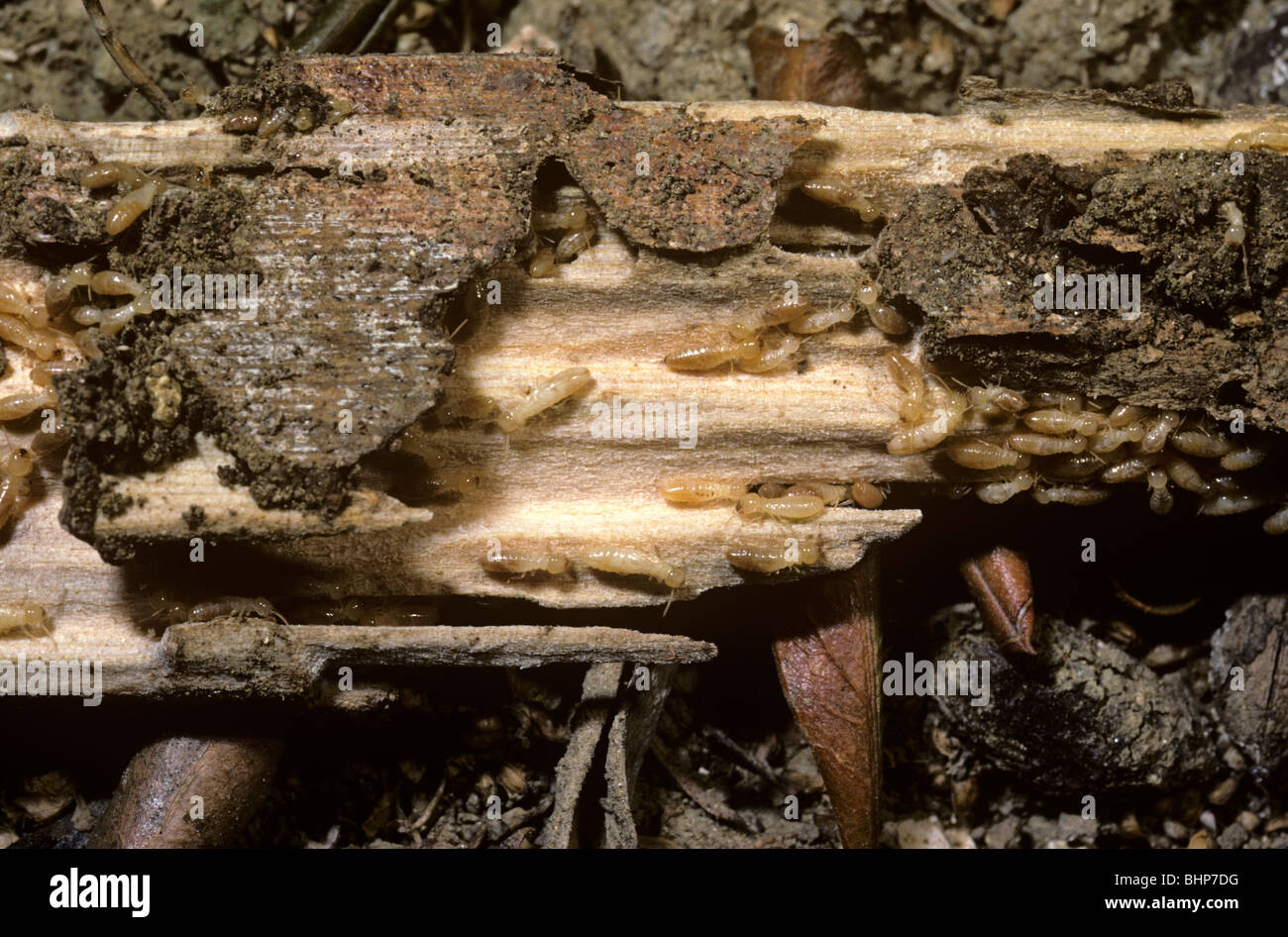 Termites (Reticulotermes lucifugus) in wood in which they chew out