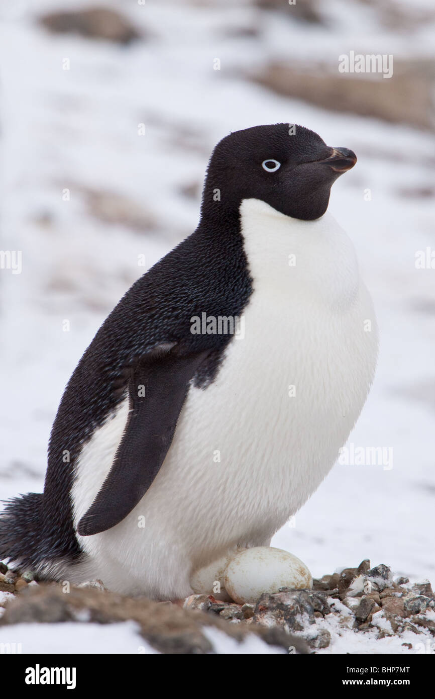 Adelie penguin with egg Stock Photo