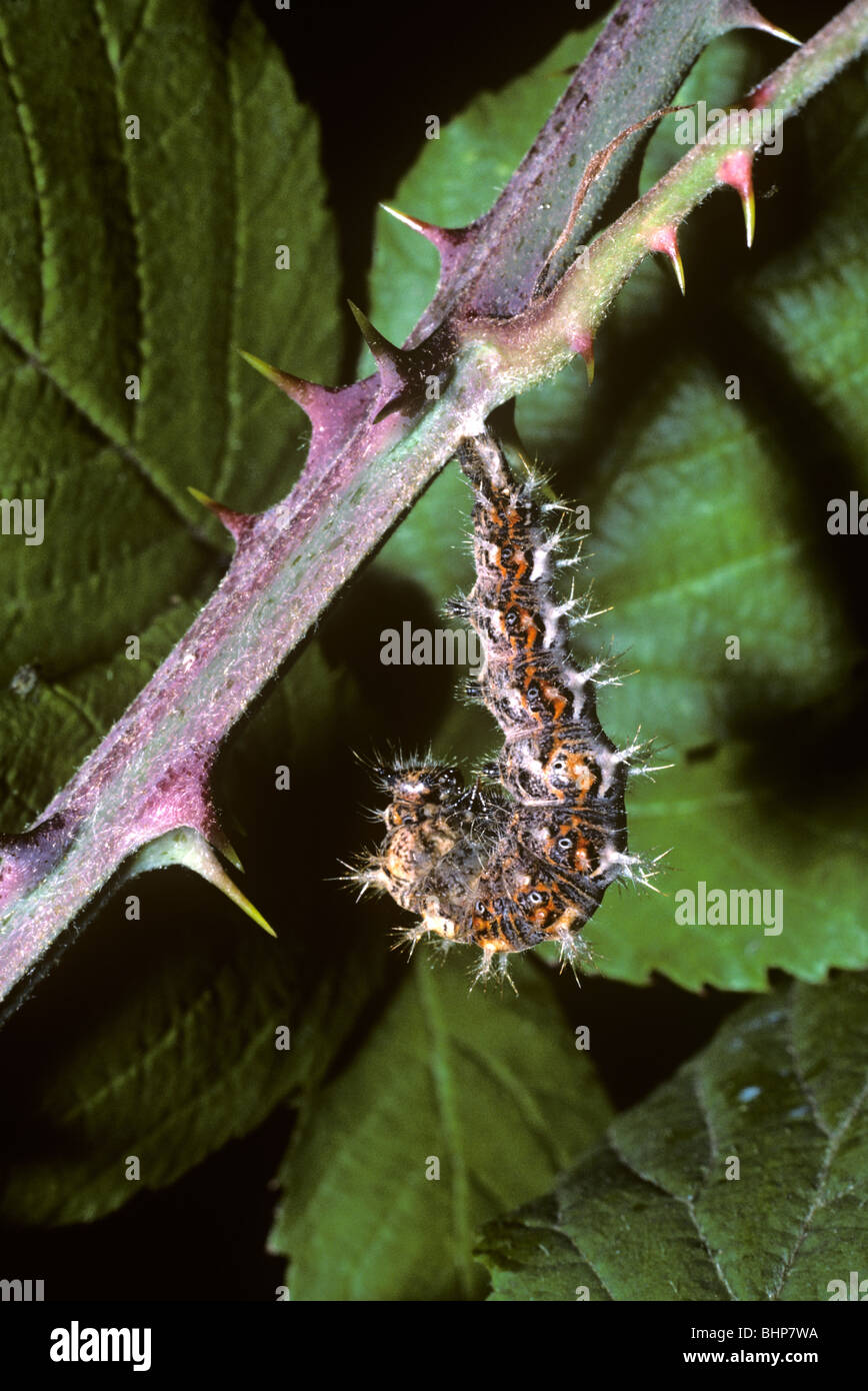 Comma butterfly (Polygonia c-album: Nymphalidae) larva just starting to moult into pupa UK Stock Photo