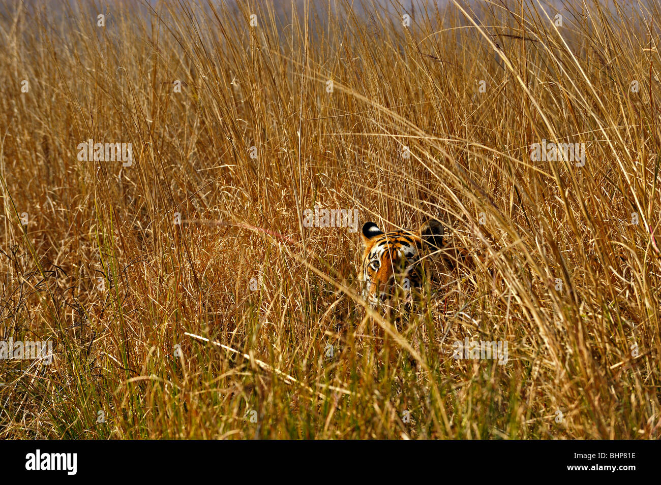 Tiger In Grass Camouflage High Resolution Stock Photography and Images
