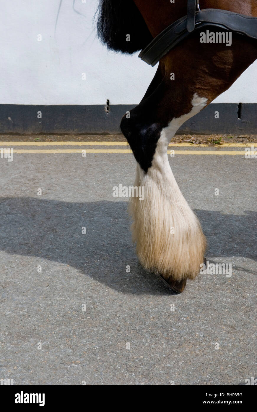 quirky detail of shire horses leg on road with double yellow lines in background Stock Photo