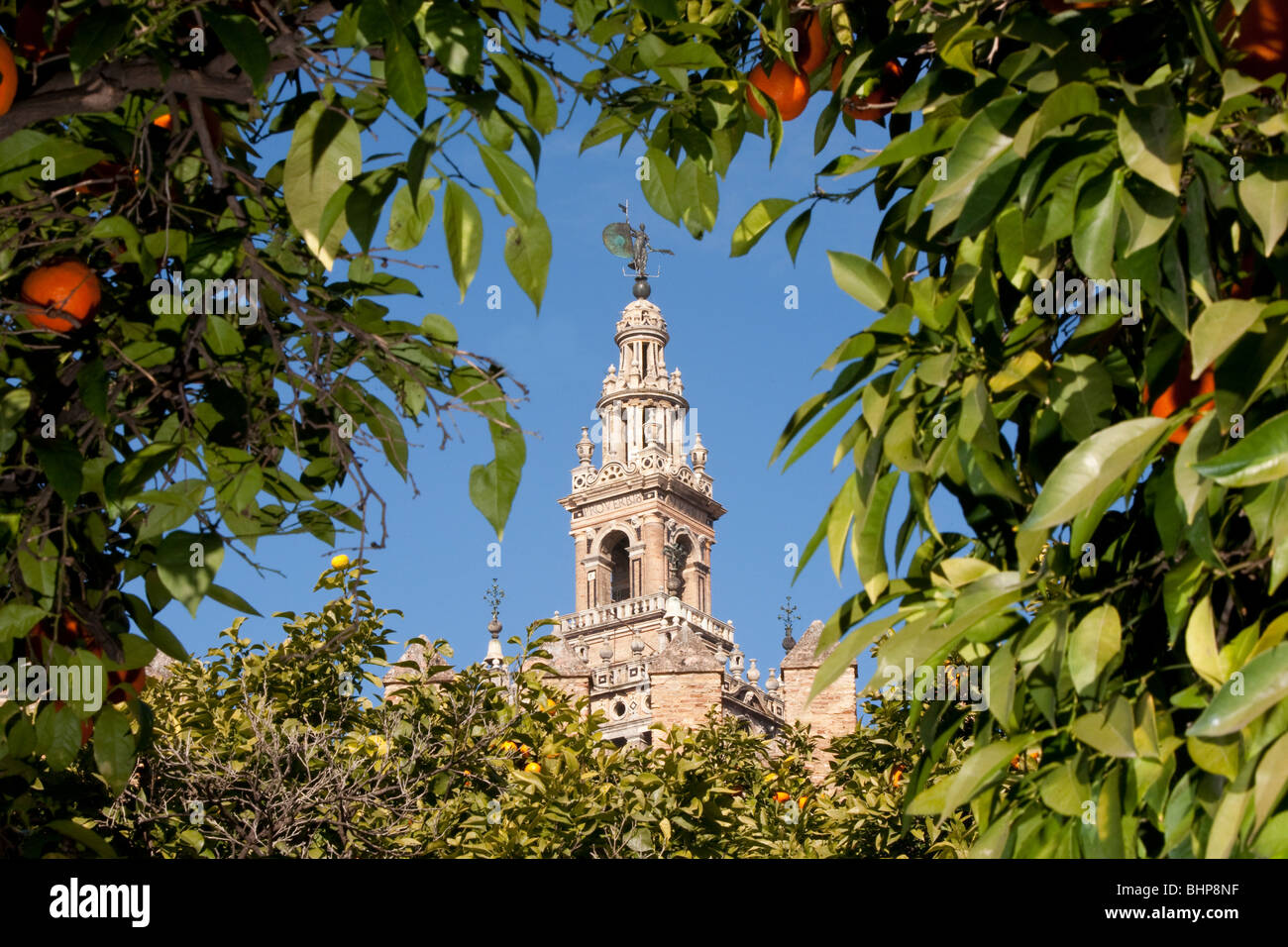 the-giralda-tower-seen-through-orange-trees-with-oranges-in-seville