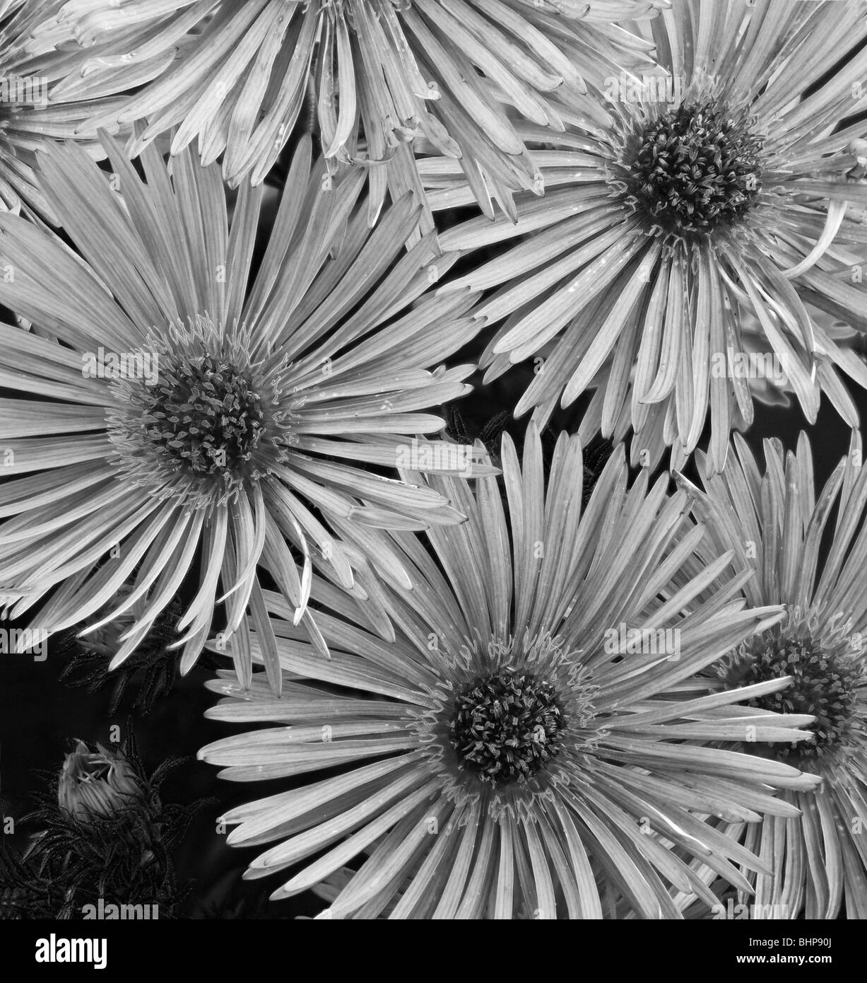 black and white image of the aster Asteraceae Stock Photo
