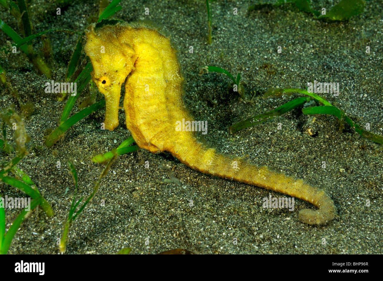Hippocampus kuda, Common seahorse, Spotted Seahorse, Secret Bay, Gilimanuk, Bali, Indonesia, Indo-Pacific Ocean Stock Photo