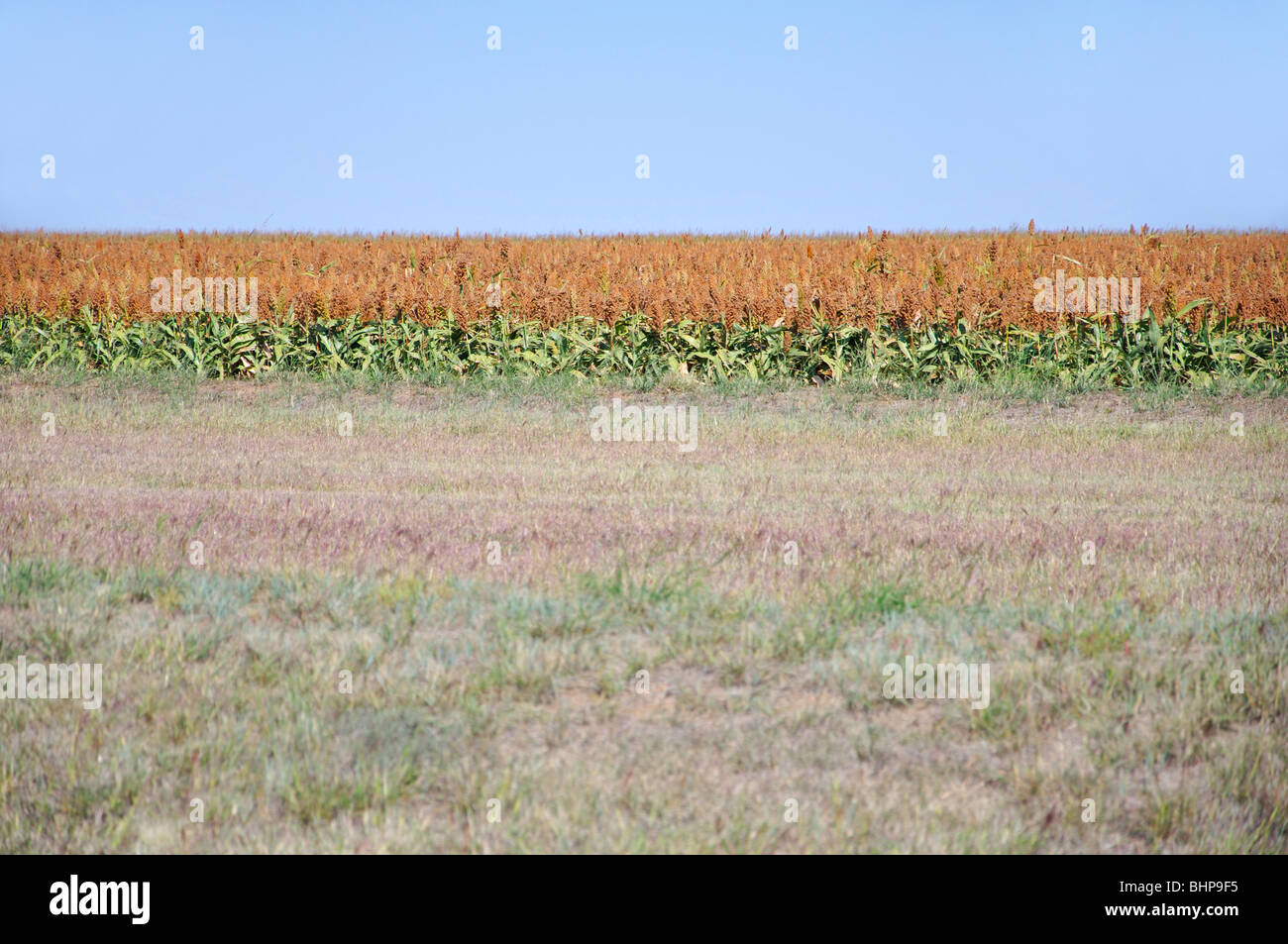 Sorghum farm texas hi-res stock photography and images - Alamy