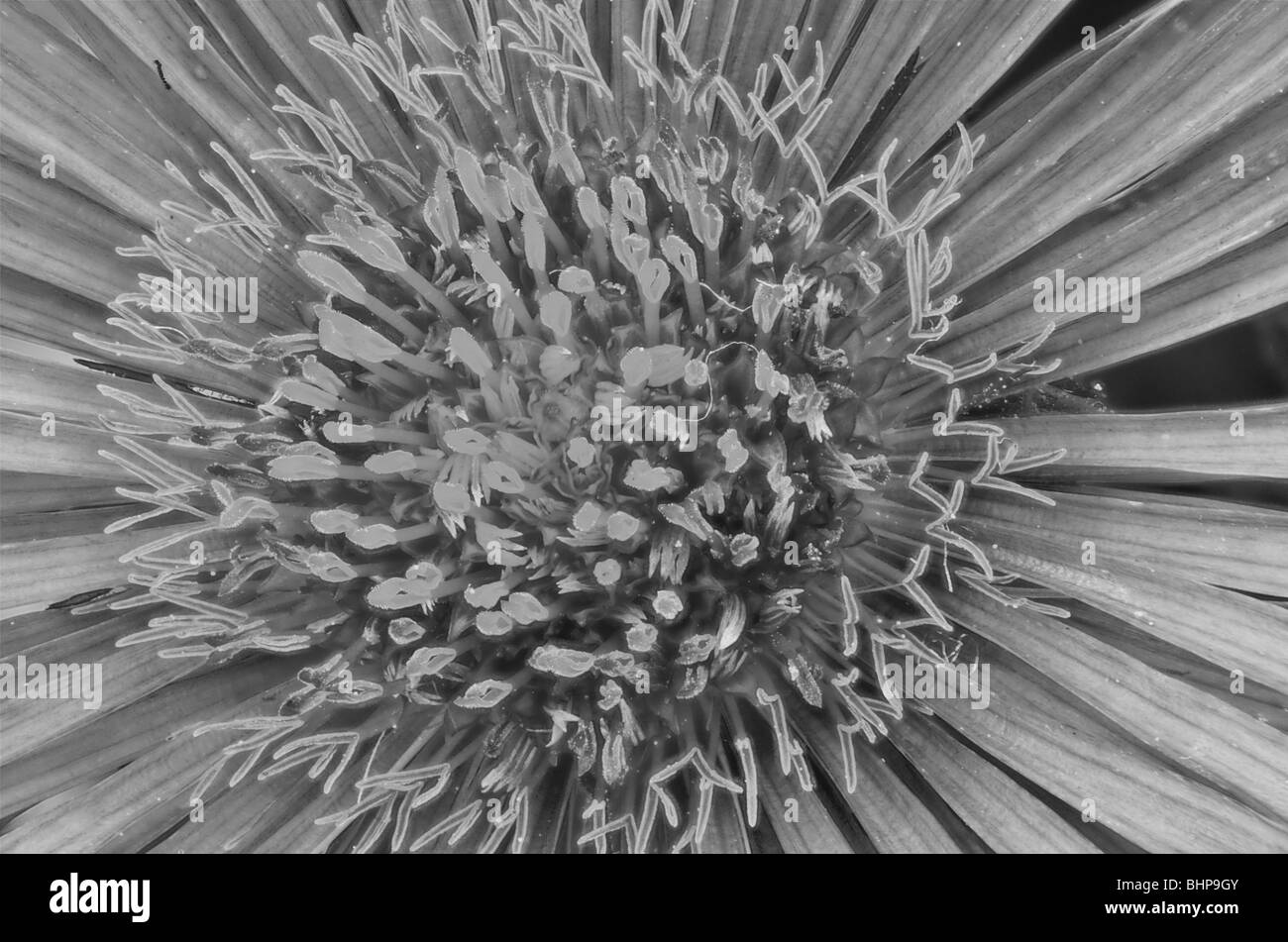 black and white image of a aster Asteraceae Stock Photo - Alamy
