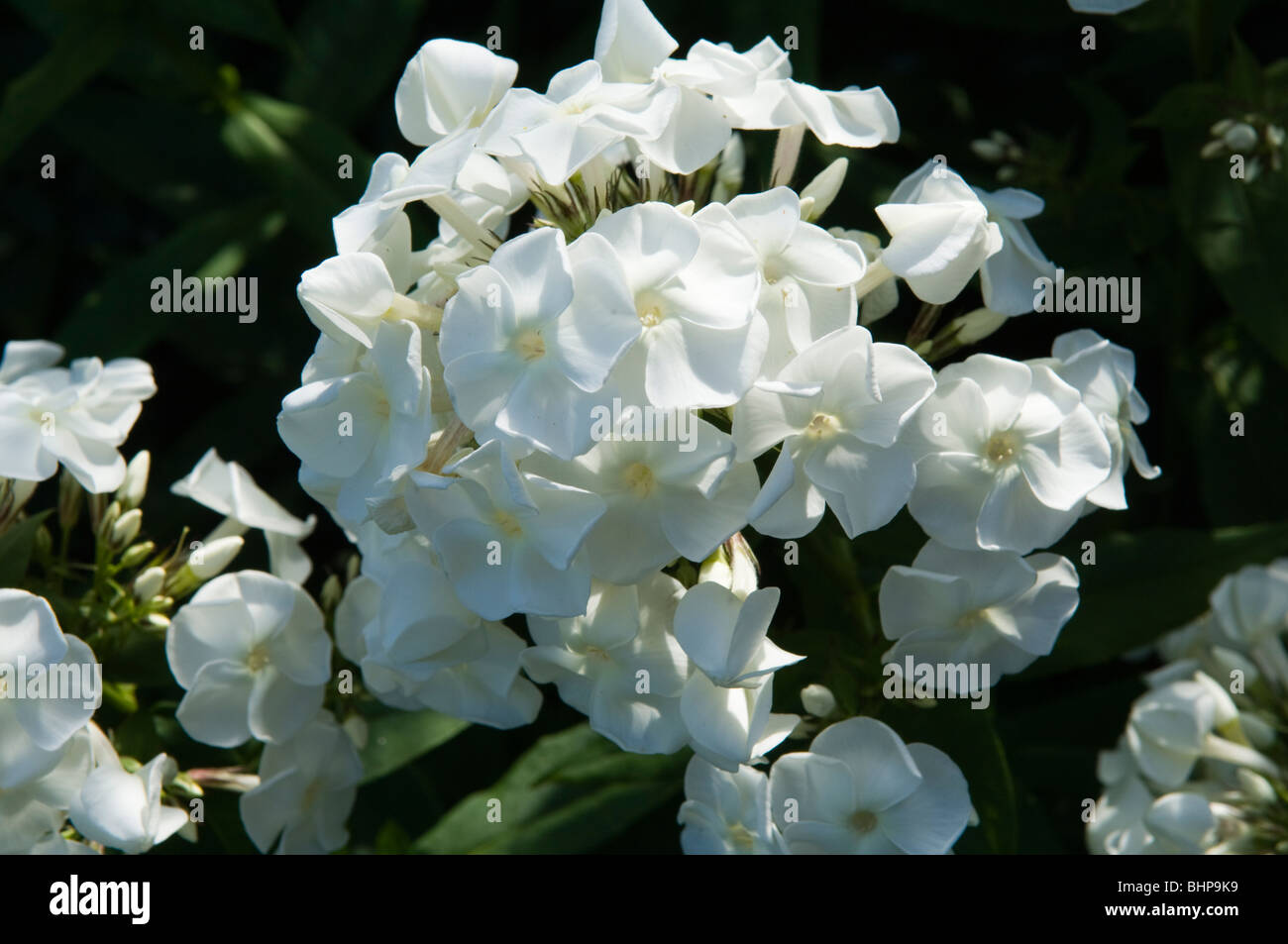 Phlox (Phlox paniculata) White Admiral growing in a sunny garden border (flock) Stock Photo