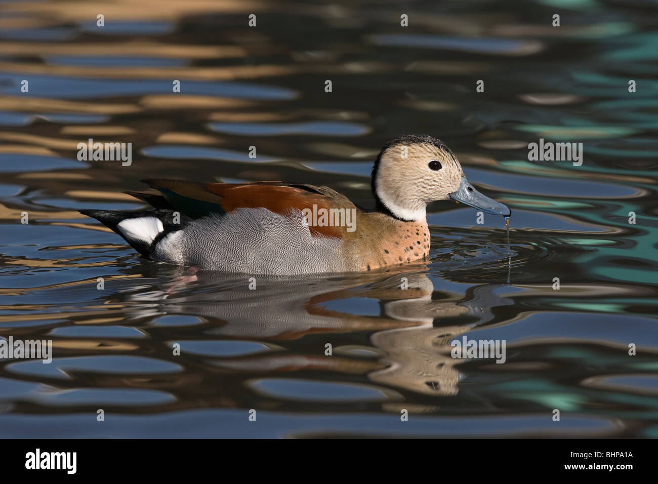Ringed Teal (Callonetta leucophrys) in profile on multi-coloured rippling water Stock Photo