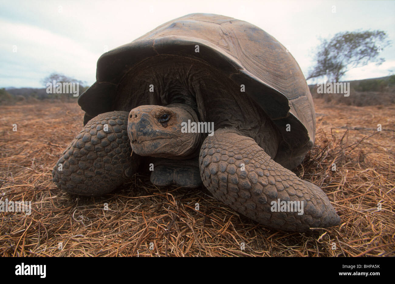 Giant Tortoise, Geochelone nigra gunthen, Isabela, Galapagos Stock Photo