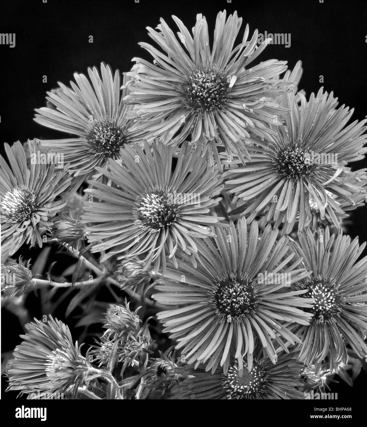 black and white image of  the aster  Asteraceae Stock Photo