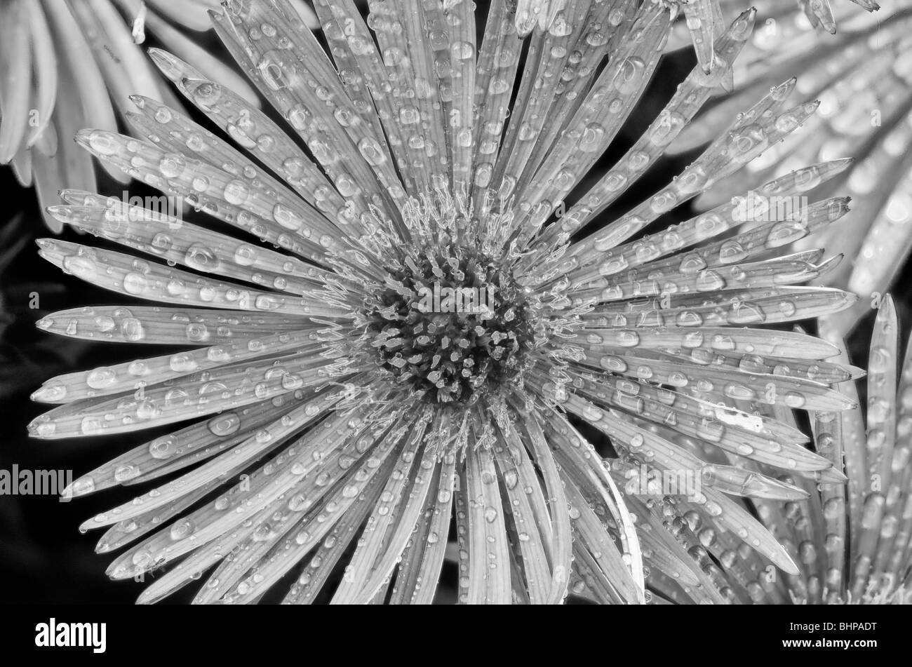 Asteraceae Black and White Stock Photos & Images - Alamy