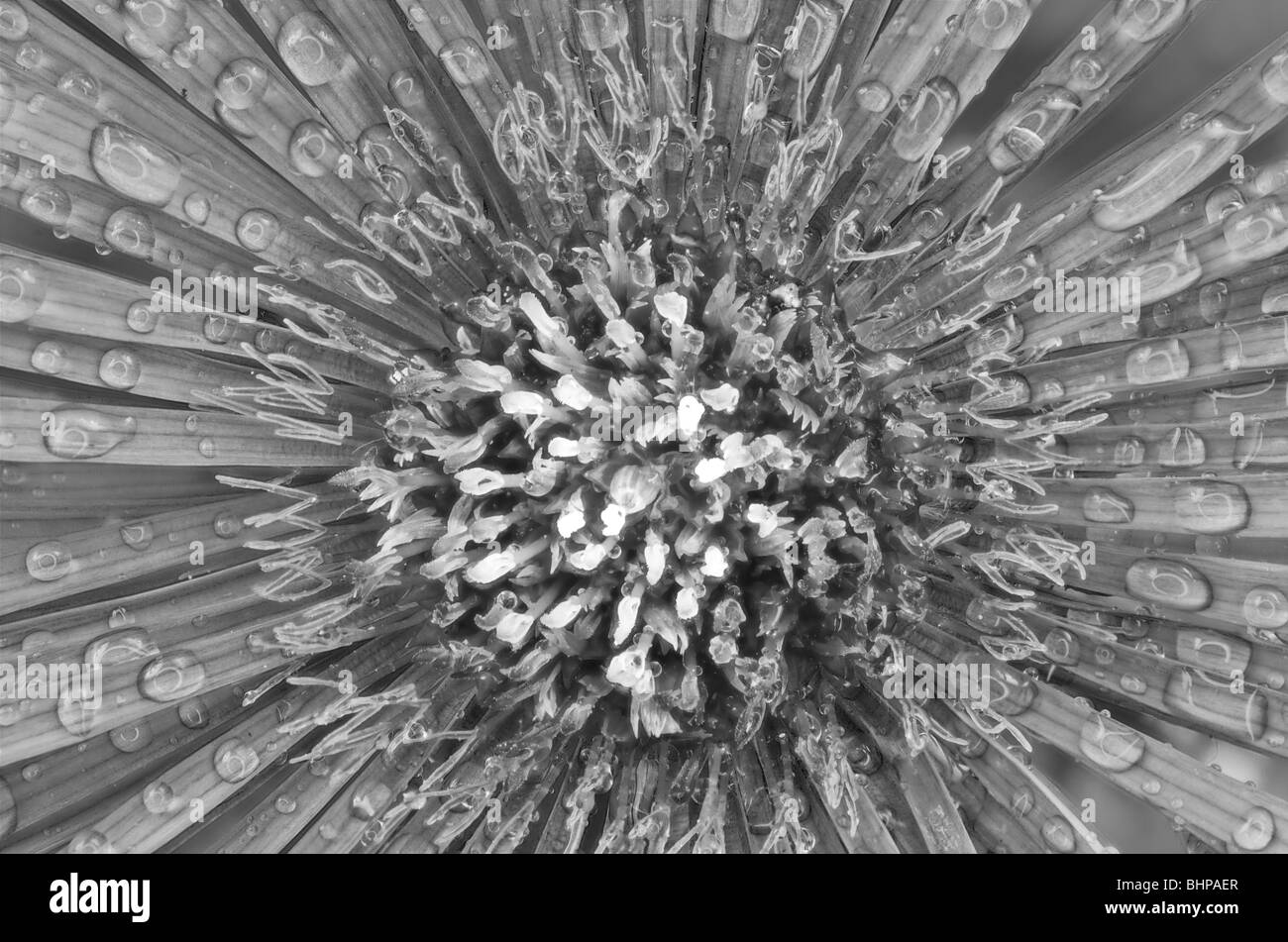 black and white image aster Asteraceae Stock Photo - Alamy