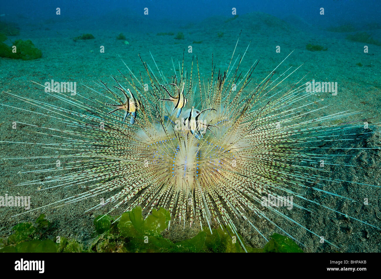 Astropyga radiata, white  Long-spined Sea Urchin with Banggai cardinalfish, Secret Bay, Gilimanuk, Bali Stock Photo
