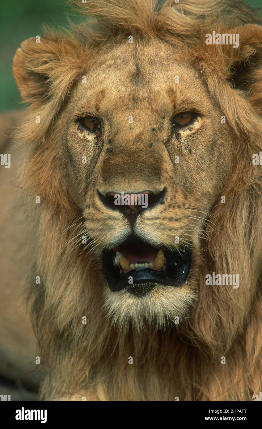 Lion, Male, Panthera leo, Ngorongoro Crater, Tanzania Stock Photo