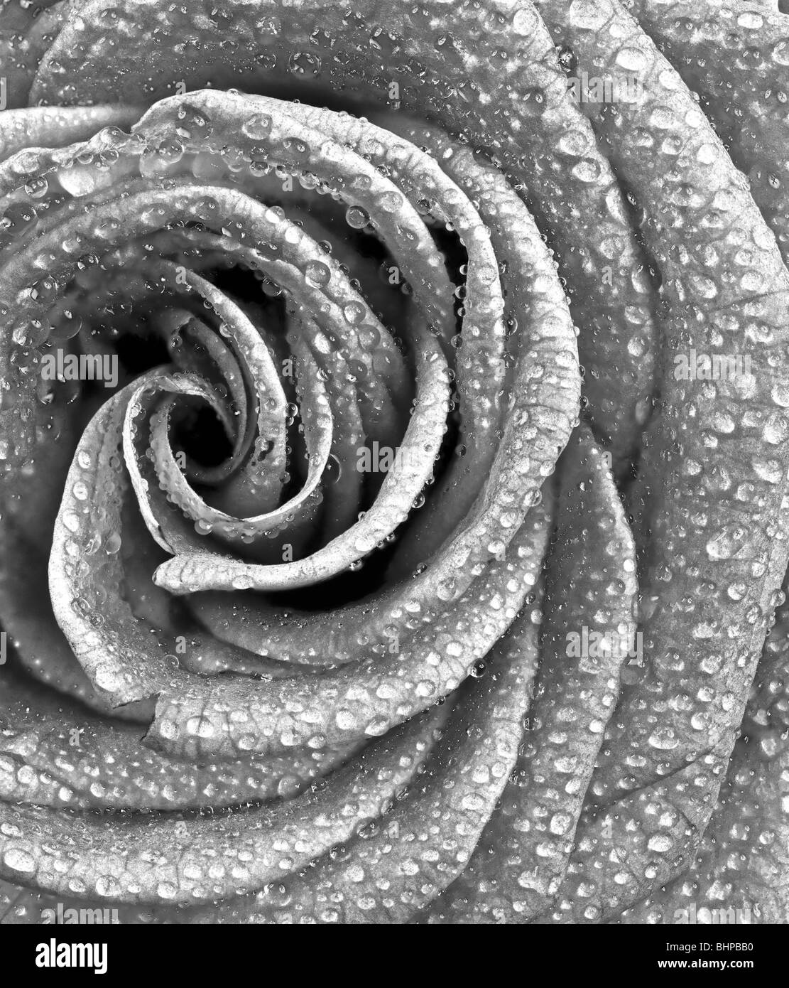 Rose with water drops Stock Photo - Alamy