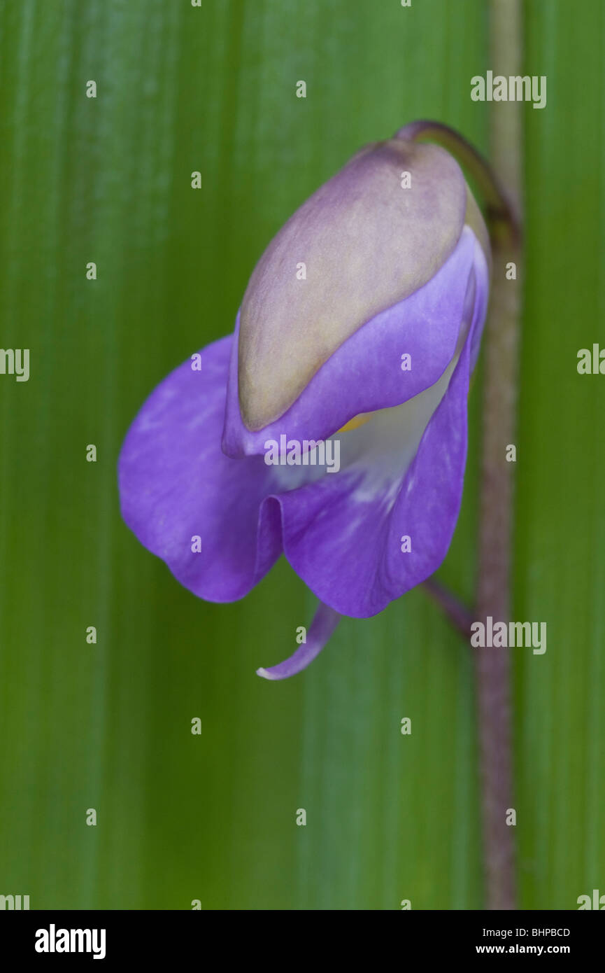 Large bladderwort (Utricularia humboldtii) flower Giant Tank Bromeliad (Brocchinia micrantha) leaf background Kaieteur NP Guyana Stock Photo