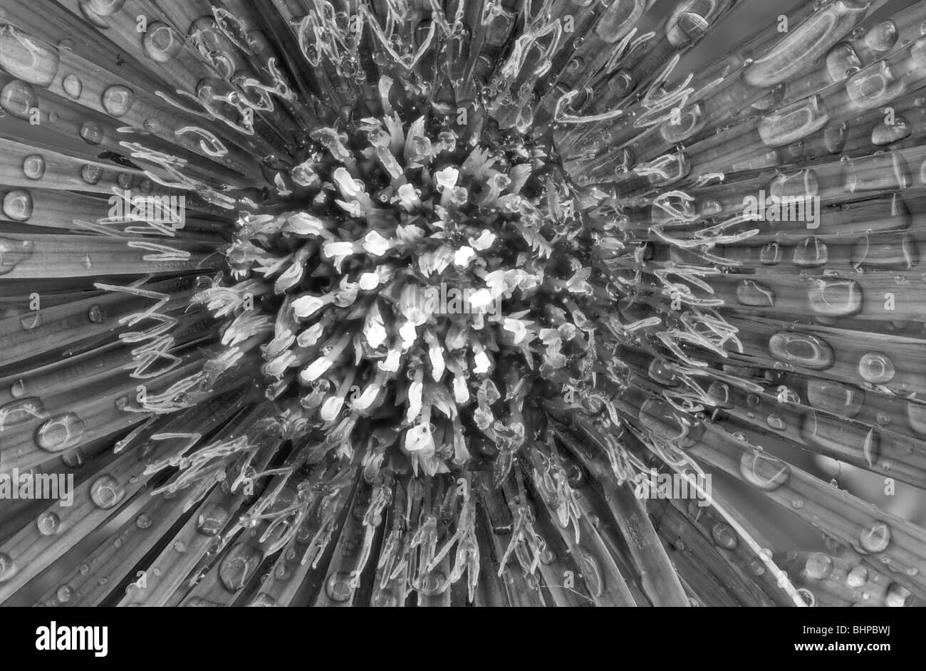 black and white image aster Asteraceae Stock Photo - Alamy