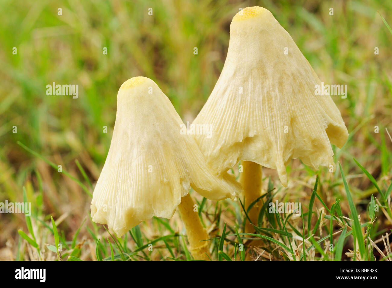 Lawn mushroom, Texas, USA Stock Photo Alamy