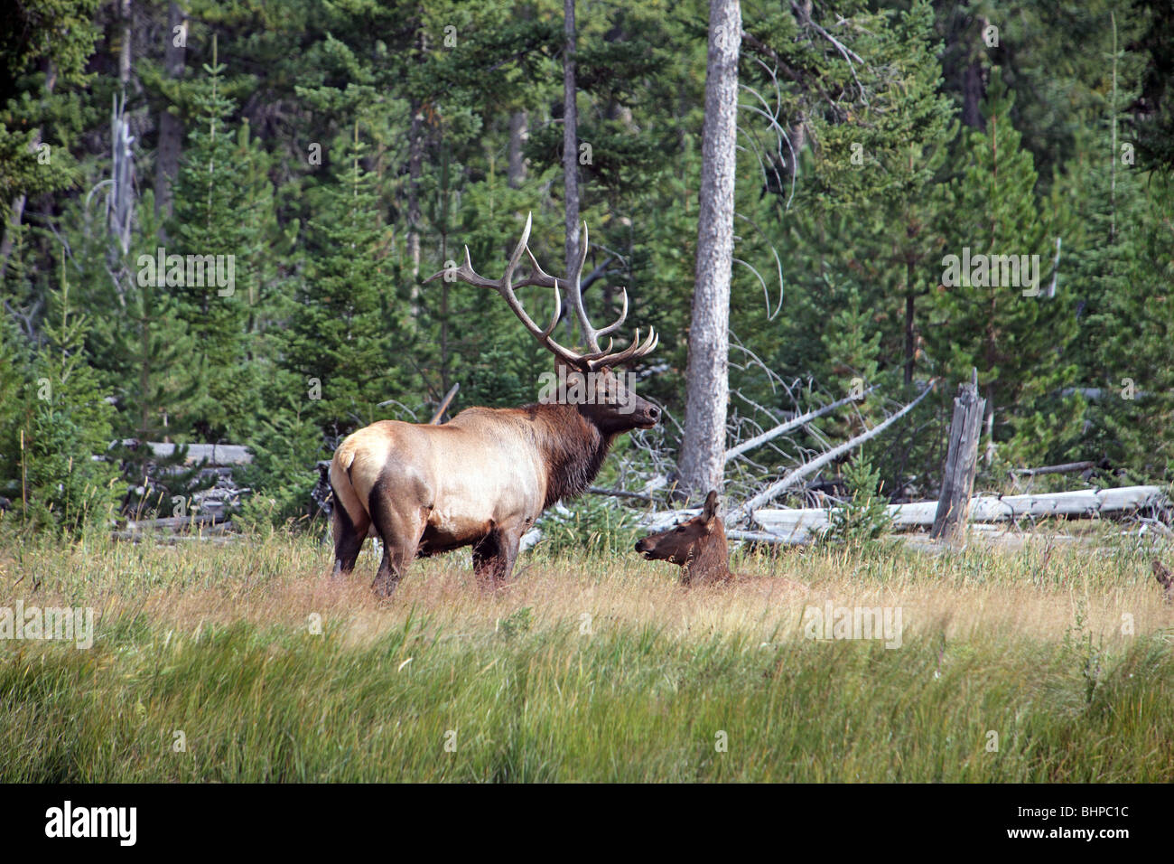 Bull Elk watches over his harem herd of females along river and forest in Yellowstone national park, Wyoming. watching female. Stock Photo