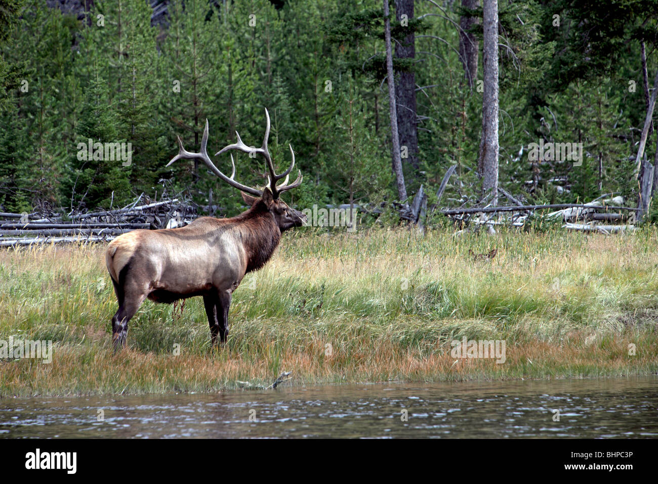 Bull Elk watches over his harem herd of females along river and forest in Yellowstone national park, Wyoming. Stock Photo