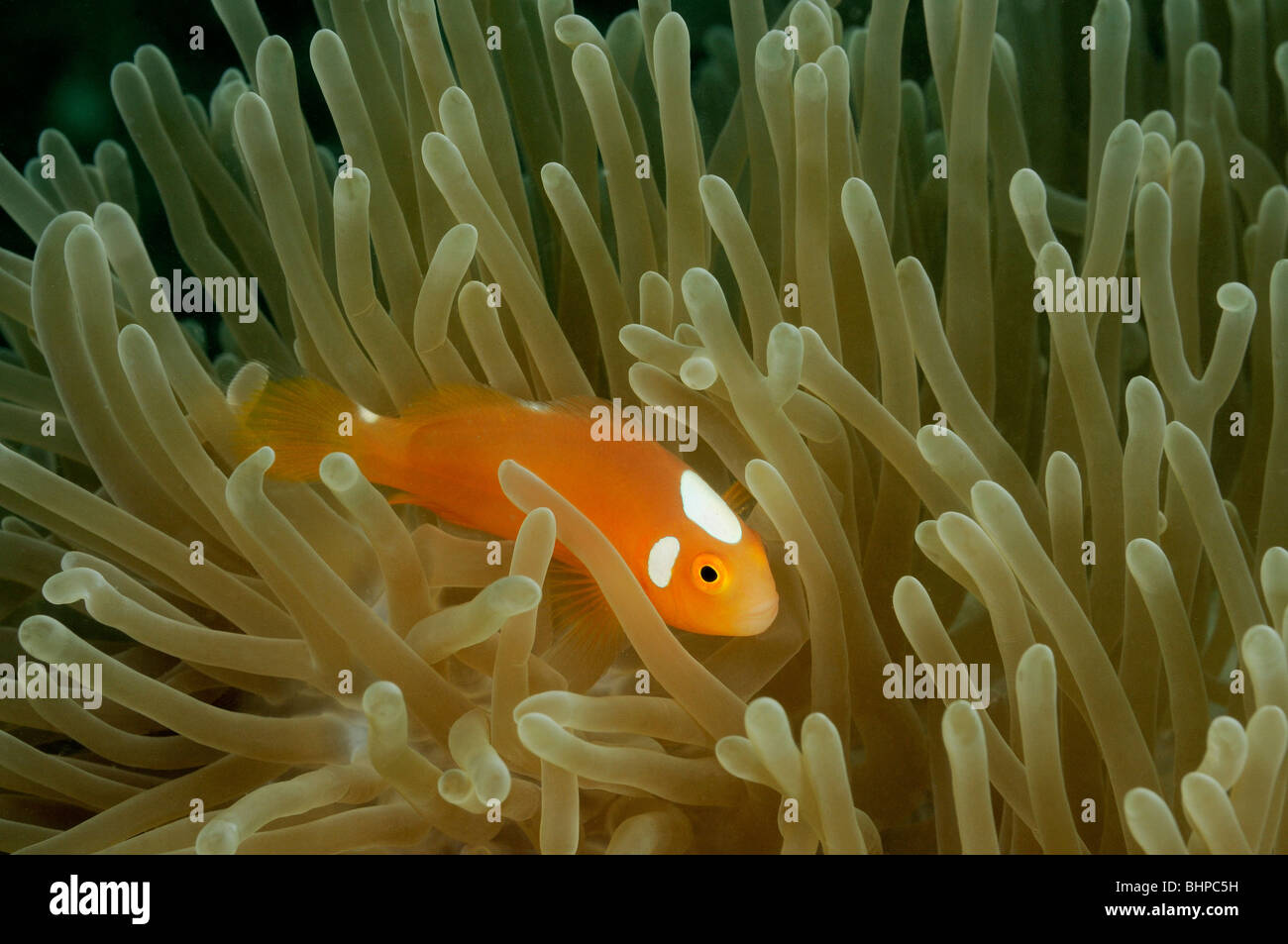 Amphiprion leucokranos, White-Bonnet Anemonefish, clownfish, Gawana Housereef, Northbali, Bali, Indonesia, Indo-Pacific Ocean Stock Photo