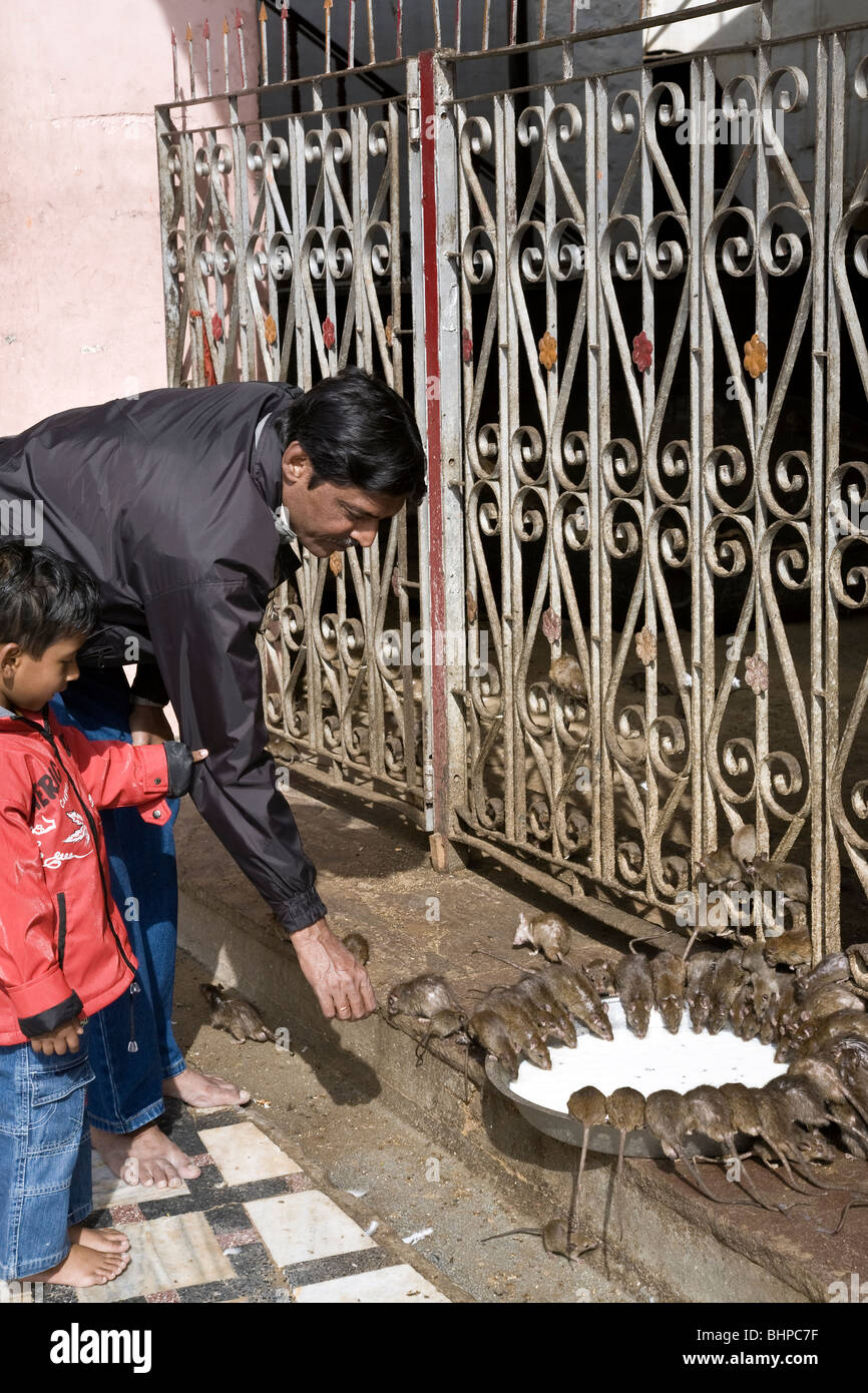 Indian man touching a rat. Karni Mata Temple (Rats Temple). Deshnok ...