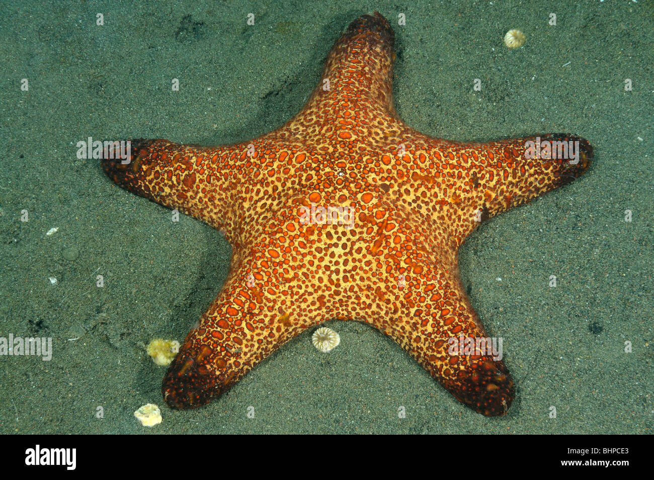 Anthenea conjunges, Starfish on the seafloor, Purijati, Desa Umeanyar, Bali, Indonesia, Indo-Pacific Ocean Stock Photo