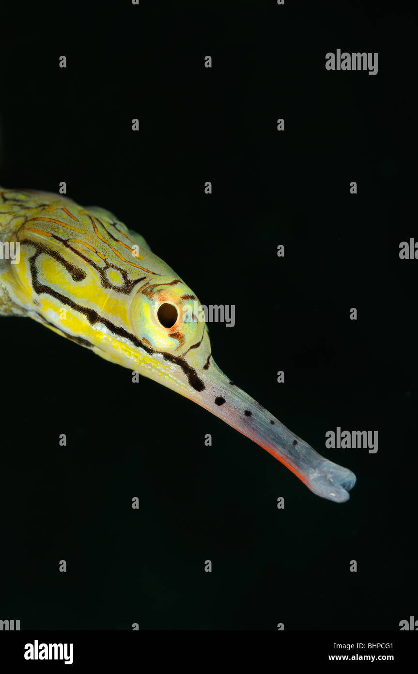 Corythoichthys flavofasciatus, Network Pipefish, head, Bali, Indonesia, Indo-Pacific Ocean Stock Photo
