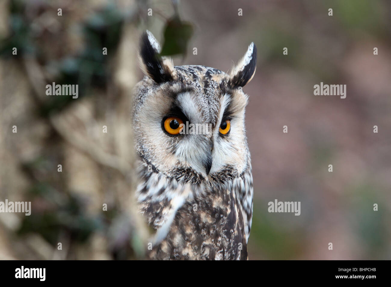 Long-eared owl, Asio otus, single bird head shot, captive bird in Gloucestershire, winter 2010 Stock Photo