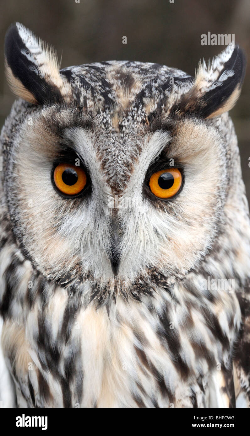 Long-eared owl, Asio otus, single bird head shot, captive bird in Gloucestershire, winter 2010 Stock Photo