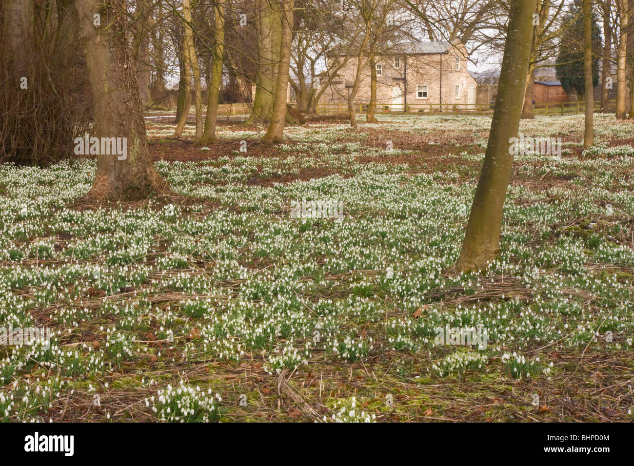 Woodland at Kiplin Hall, North Yorkshire. Stock Photo