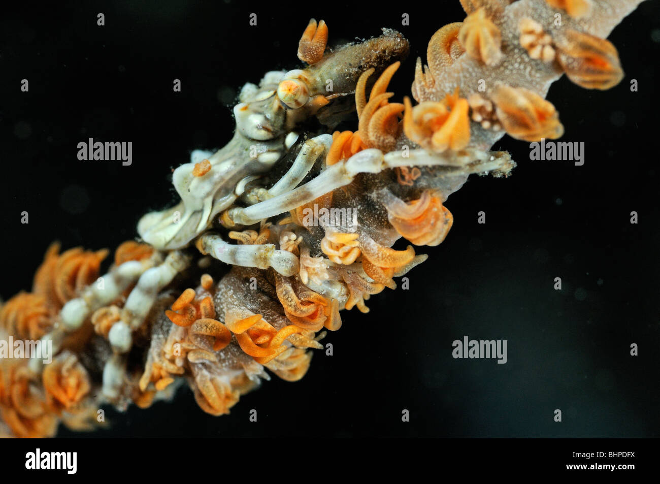 Xenocarcinus tuberculatus, Xeno-Crab, Xeno crab, Whip Coral Spider Crab on Black coral, Alam Batu, Sim City, Bali Stock Photo