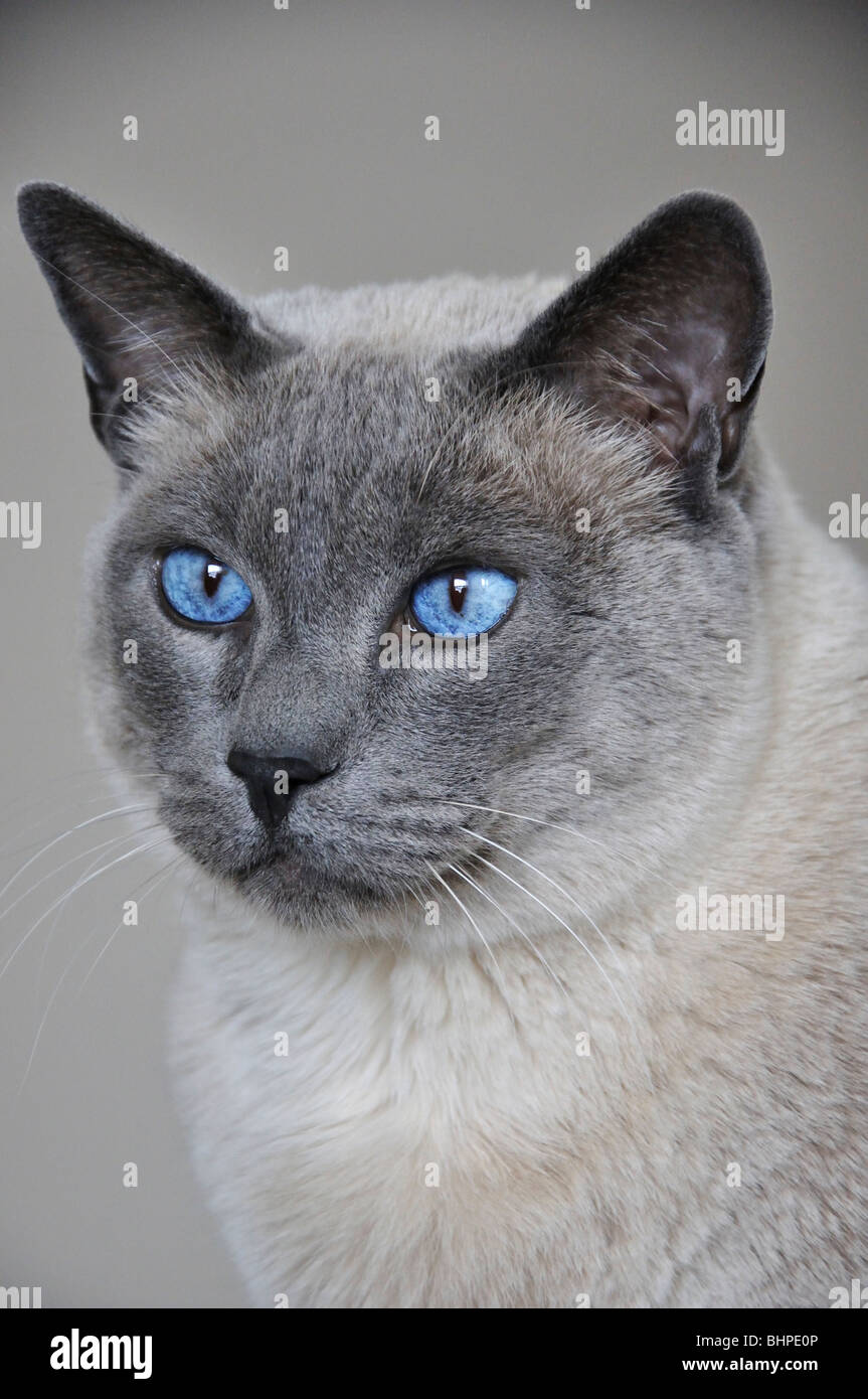 Siamese Cat Stock Photo Alamy Siamese Cat Stock Photo Alamy