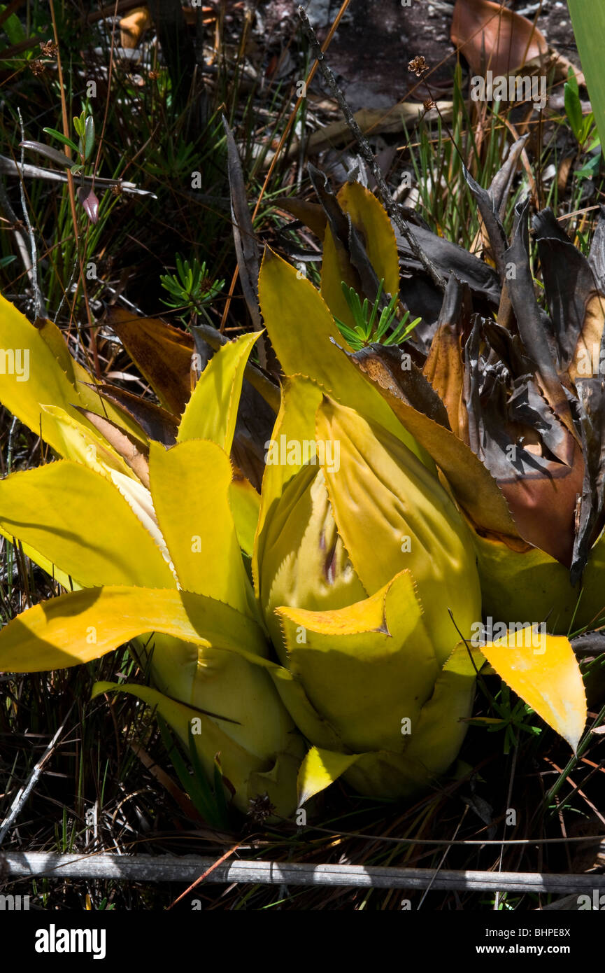 The cabbage-head bromeliad (Aechmea brassicoides) Kaieteur National Park Guiana Shield Guyana South America October Stock Photo