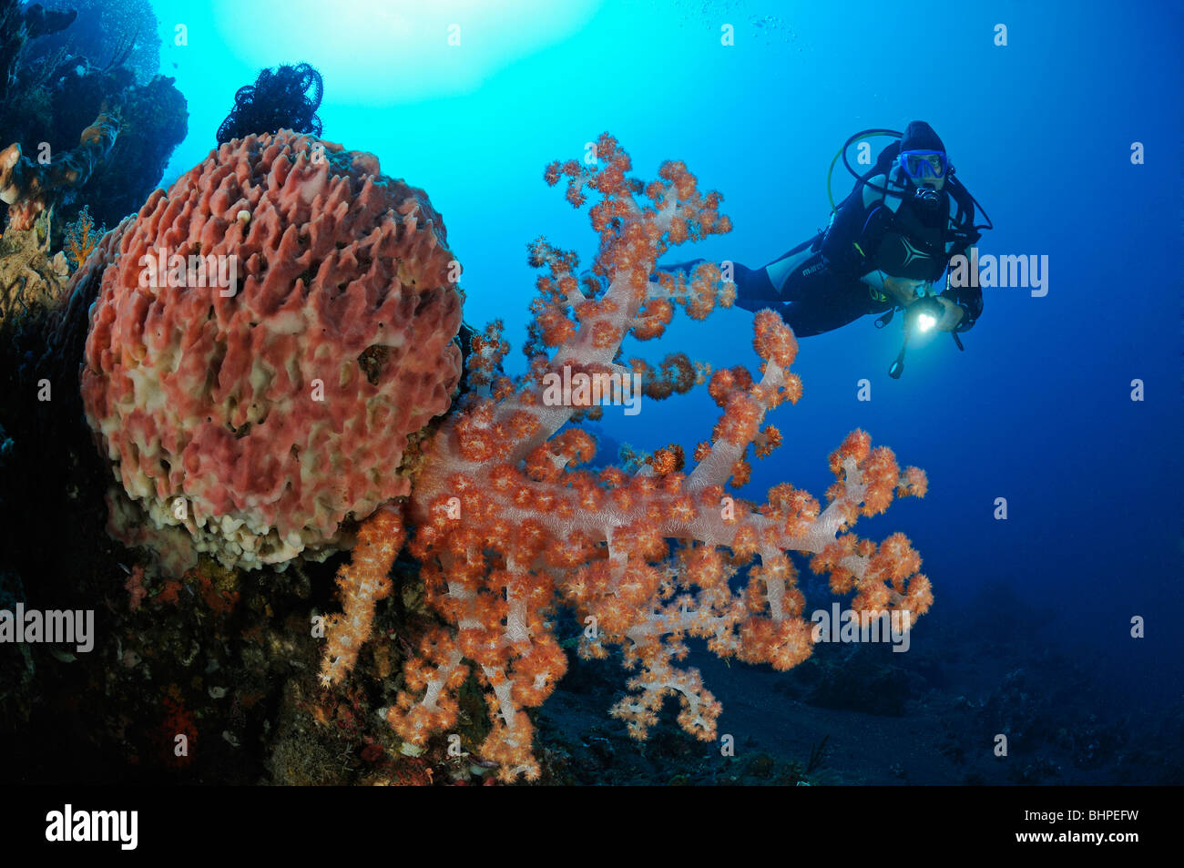 scuba diver with colorful coral reef and soft corals and barrel sponge, Bali Stock Photo