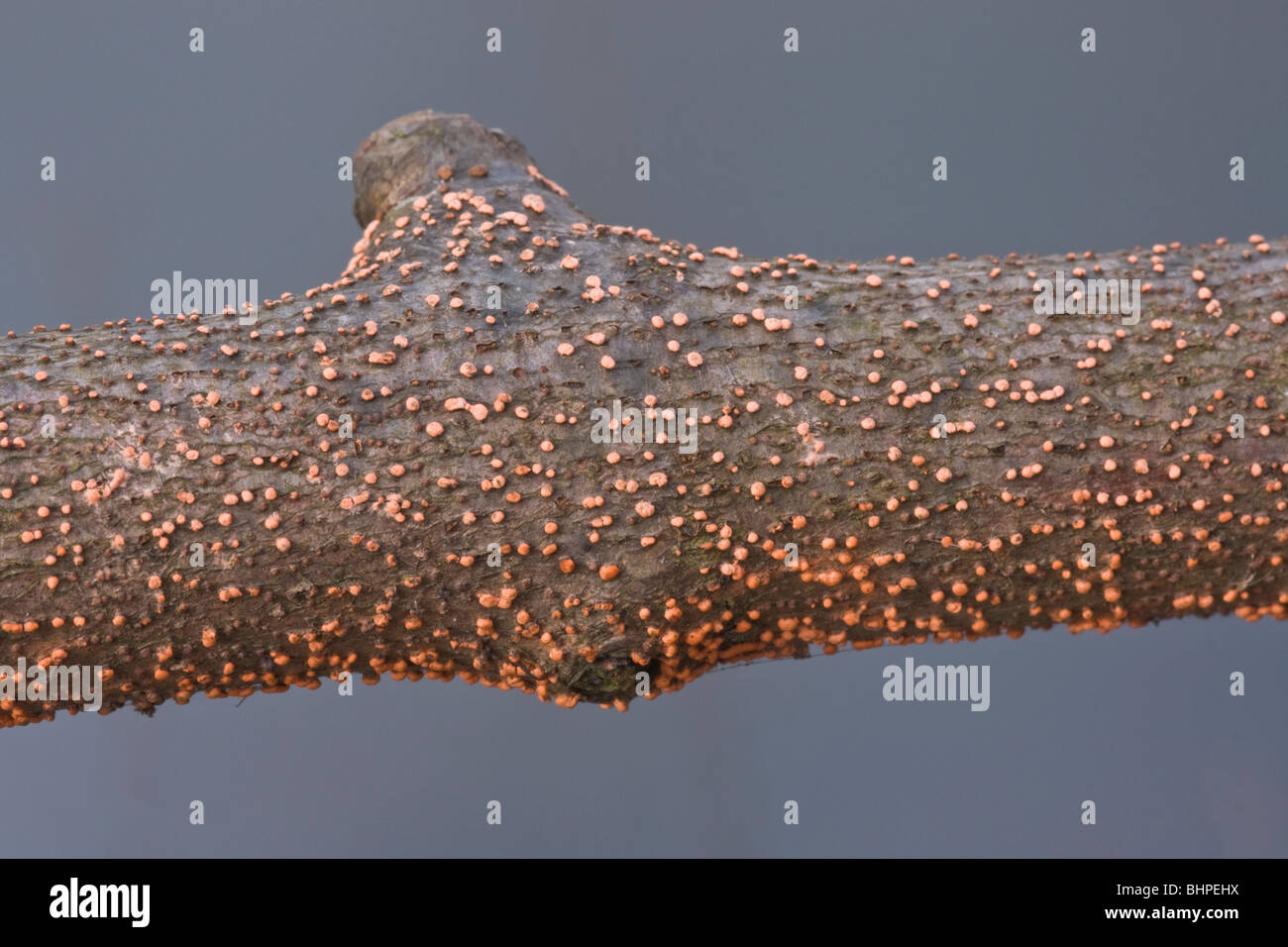 Coral spot fungus (Nectria cinnabarina) growing on an untreated rustic fence. Stock Photo