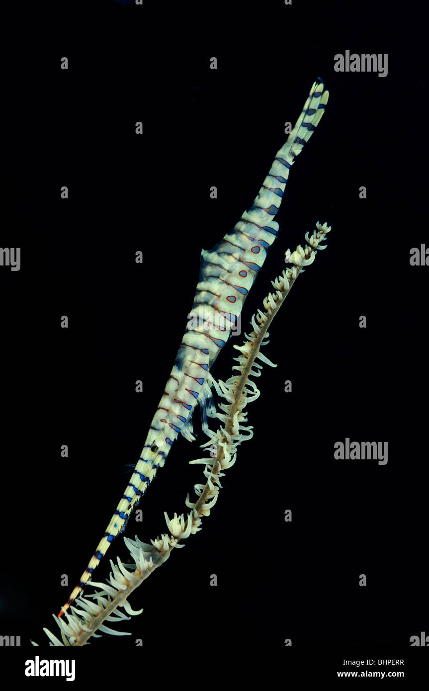 Tozeuma armatum, Needle shrimp on black coral, Bali, Indonesia, Indo-Pacific Ocean Stock Photo