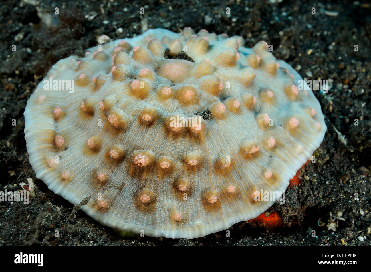 Stony coral, Bali, Indonesia, Indo-Pacific Ocean Stock Photo