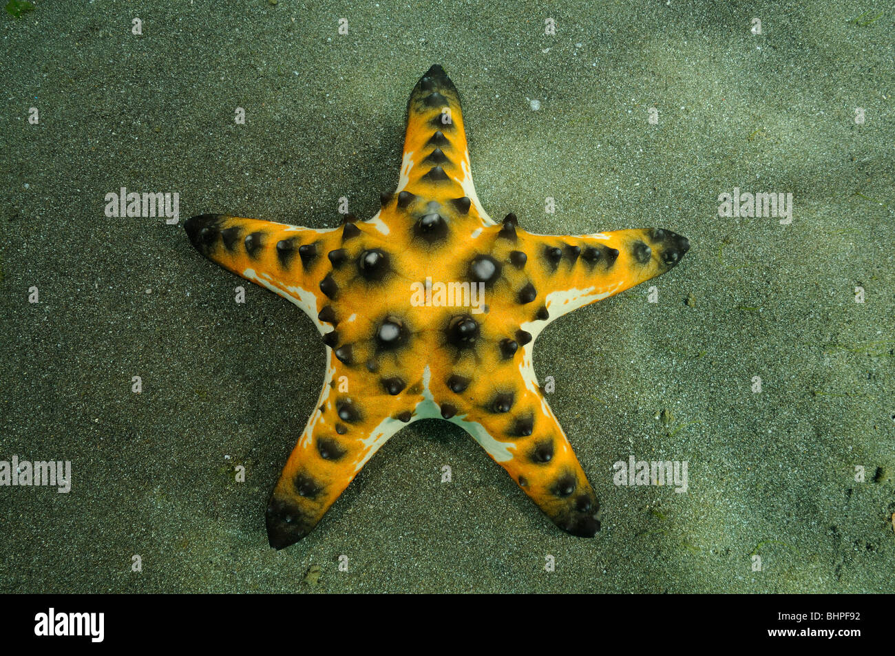 Protoreaster nodosus, orange Horned sea star, Chocolate Chip sea star, Secret Bay, Gilimanuk, Bali, IndoPacific Ocean Stock Photo