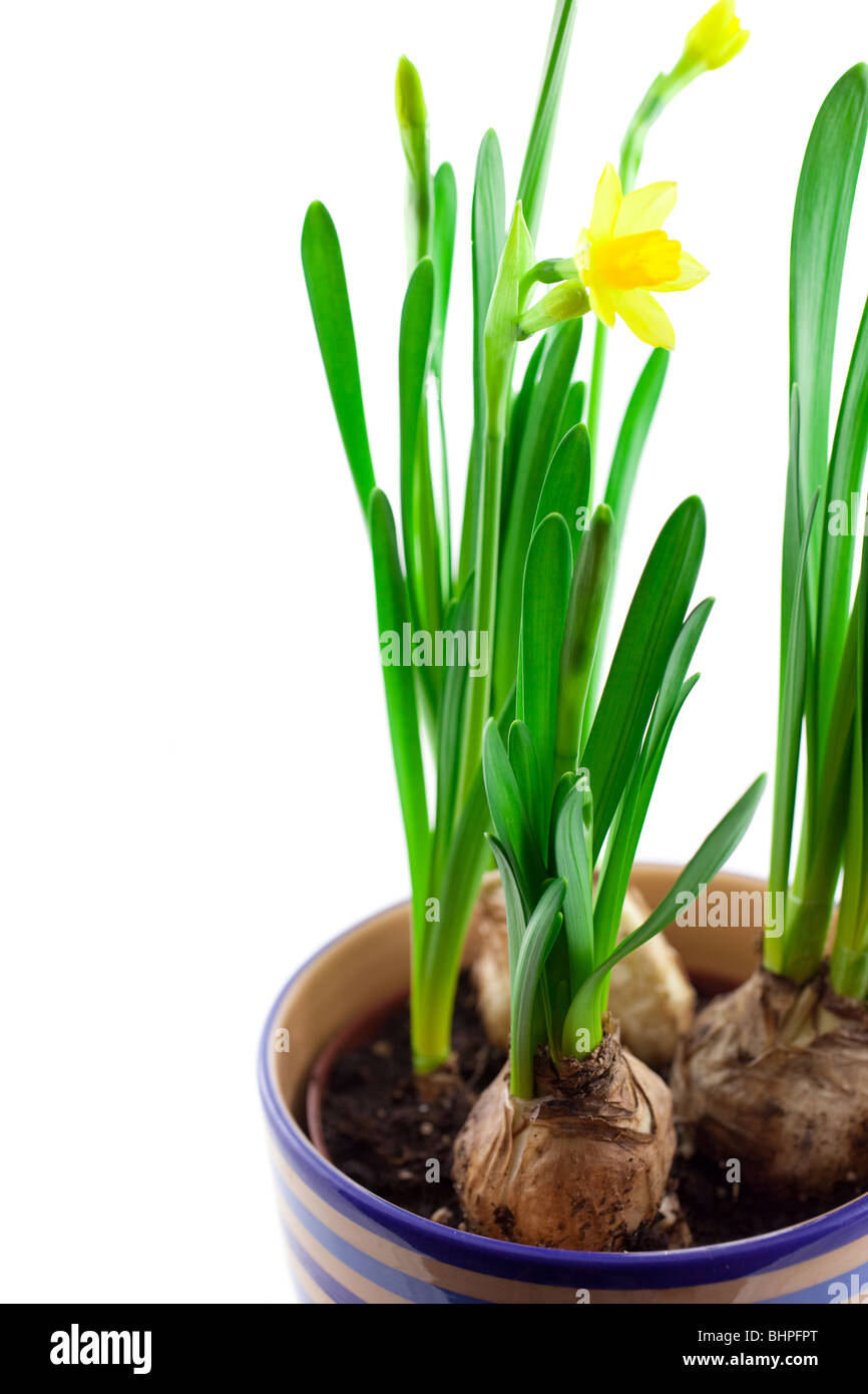 yellow narcissus in pot isolated on white background Stock Photo
