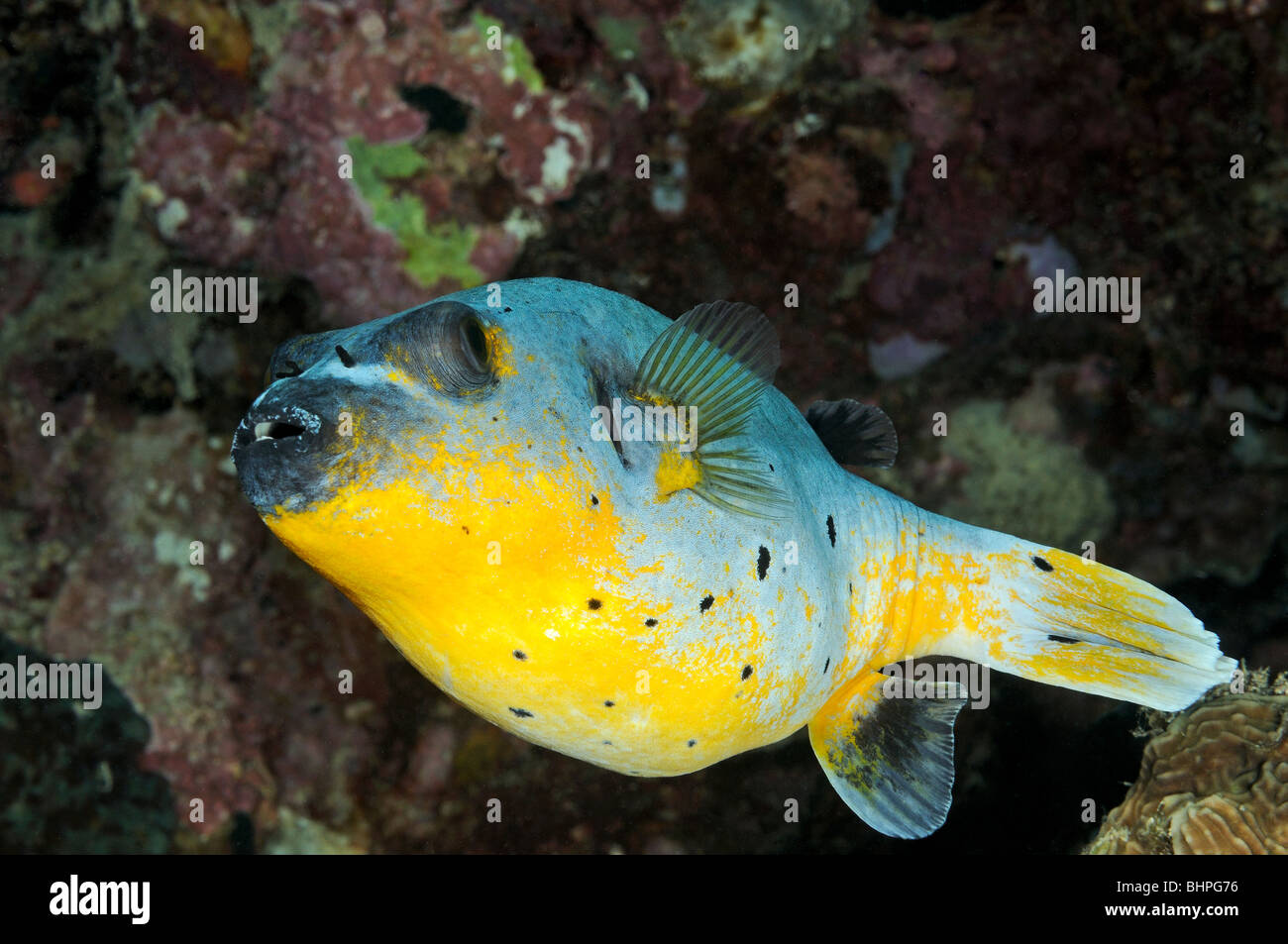 Arothron nigropunctatus, Blackspotted Pufferfish, Bali, Indonesia, Indo-Pacific Ocean Stock Photo
