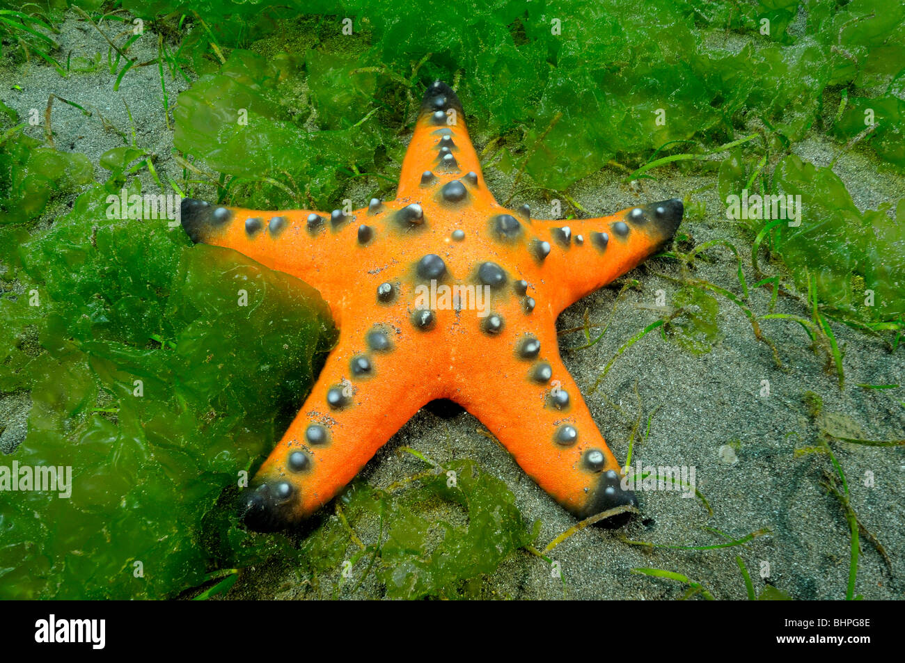 Protoreaster nodosus, orange Horned sea star, Chocolate Chip sea star, Secret Bay, Gilimanuk, Bali, Indo-Pacific Ocean Stock Photo