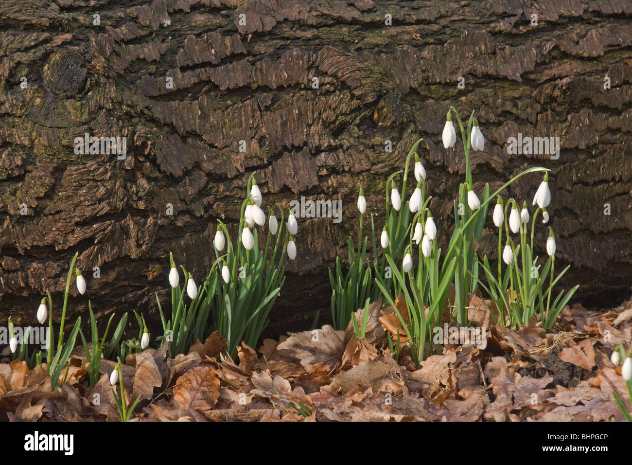 Snowdrops growing in the shelter of a fallen tree Stock Photo