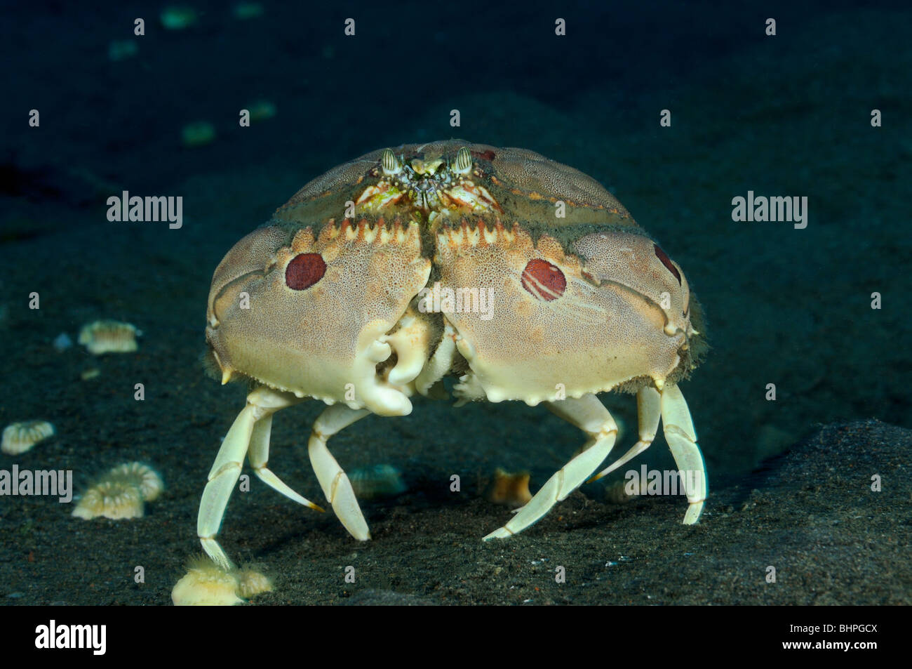 Calappa philargius, Spectacled box crab, Purijati, Desa Umeanyar, Bali, Indonesia, Indo-Pacific Ocean Stock Photo
