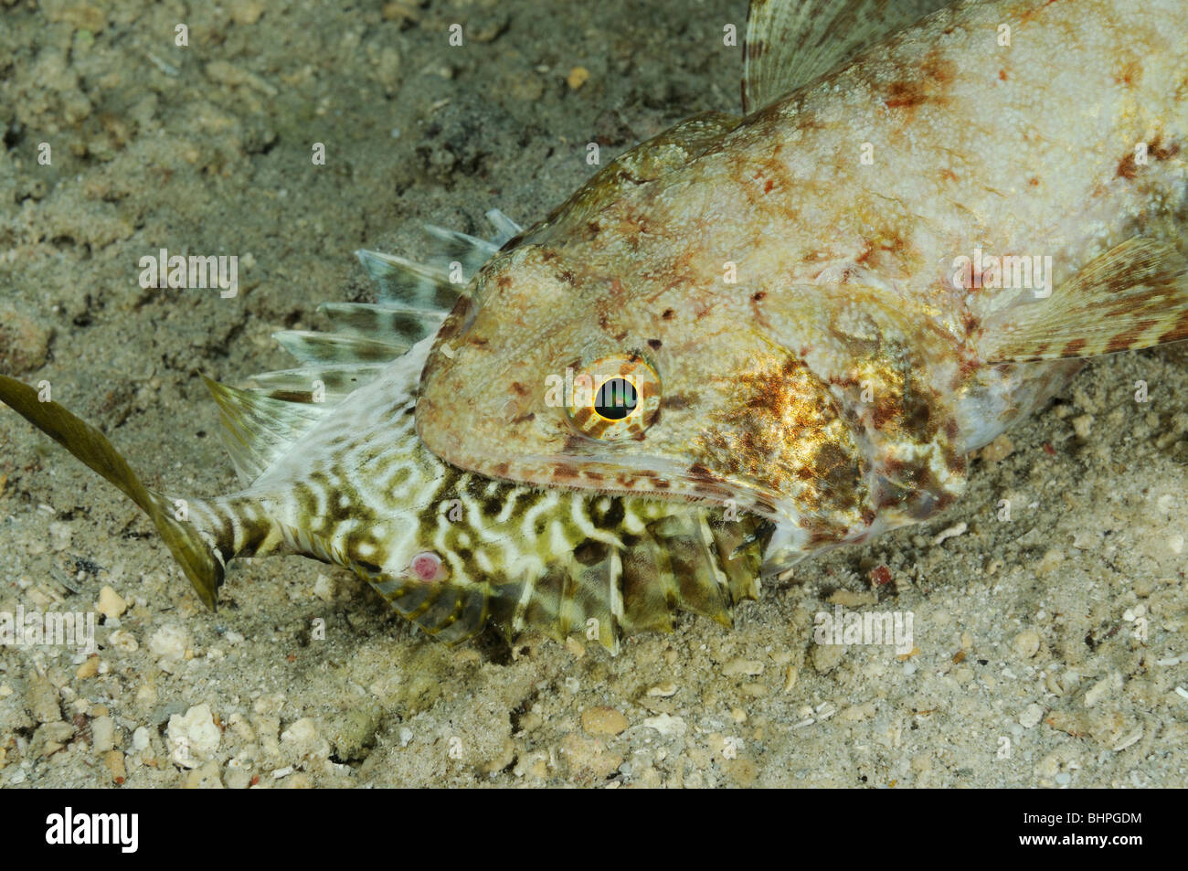 Synodus sp., feeding Lizardfish with fish in mouth muzzle, Bali, Indonesia, Indo-Pacific Ocean Stock Photo