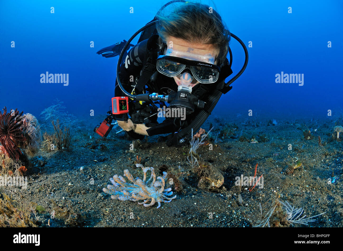 Phyllodesmium longicirrum, scuba diver with solar powered nudibranch, Bali, Indonesia, Indo-Pacific Ocean Stock Photo