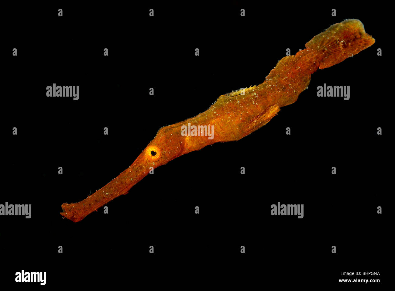 Solenostomus cyanopterus, Robust Ghost pipefish, orange, Alam Batu, housereef, Tulamben, Bali, Indonesia, Indo-Pacific Ocean Stock Photo