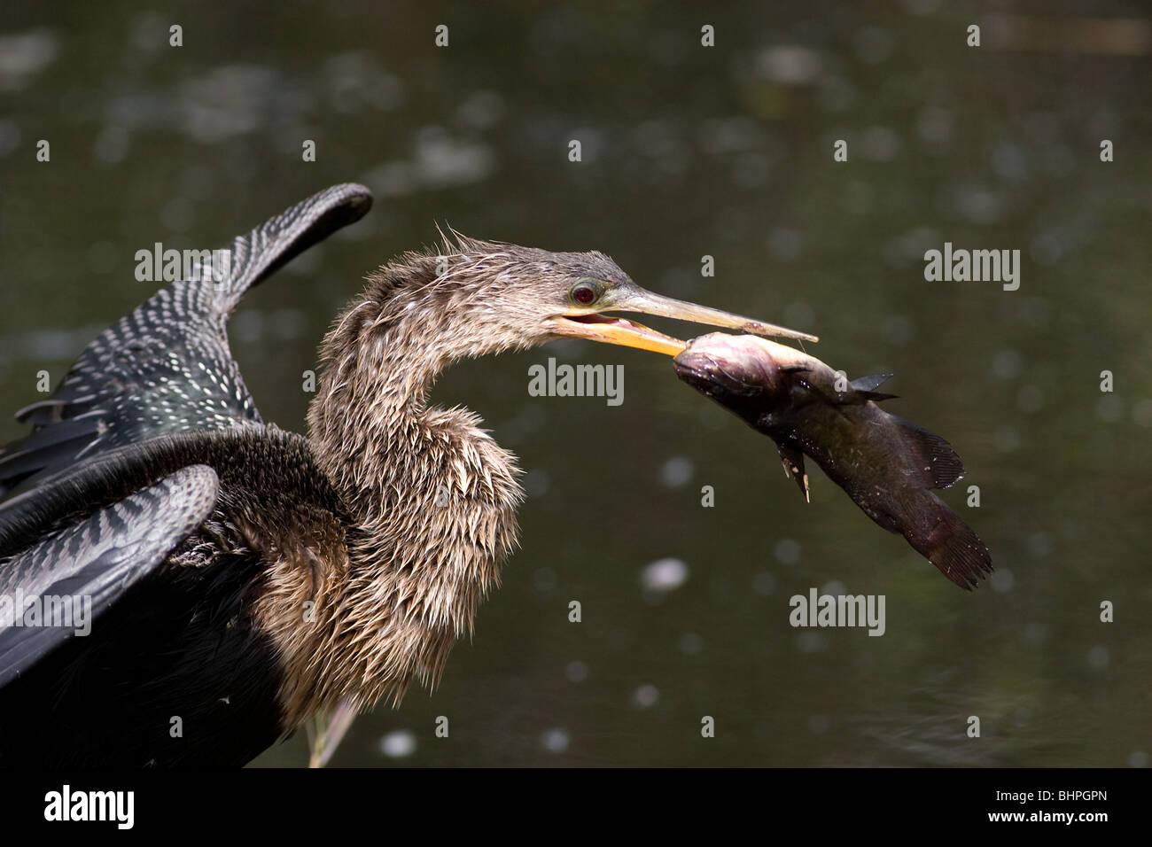 Anhinga, Anhinga anhinga, eating catfish Everglades National Park Stock Photo Alamy