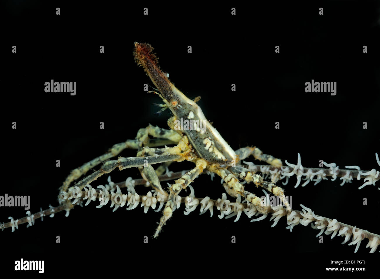 Xenocarcinus tuberculatus, Xeno-Crab, Xeno crab, Whip Coral Spider Crab on Black coral, Alam Batu, housereef, Tulamben, Bali Stock Photo